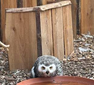 Irrland Bauernhof-Erlebnisoase