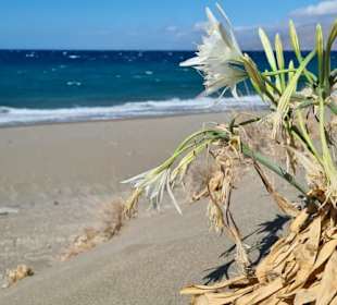 Blumen am Strand