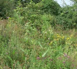 ALB-GOLD Naturgarten