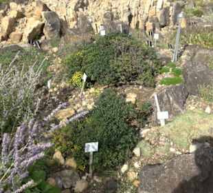 Alpinum