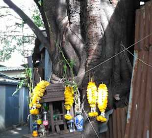 Mit Green Mango das ursprüngliche BKK entdecken