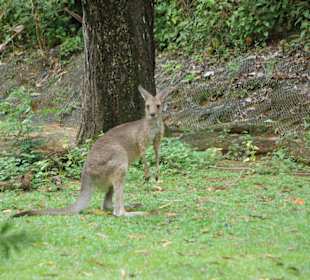 Känguruh