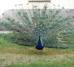 Pfau