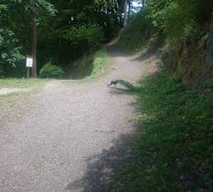 Der König am Boden....