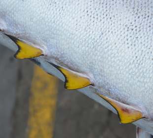 Frisch-Fisch