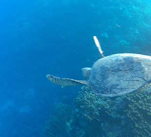 Beeindruckendes am Riff