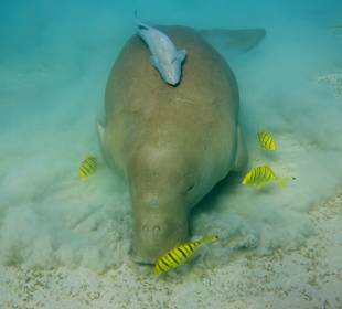 Dugong