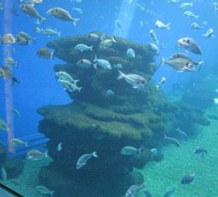 Palma Aquarium