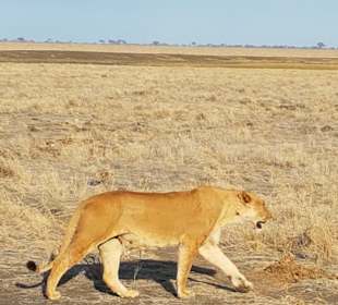 Tsavo Ost und West Safari