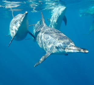 Delfin Tour Marsa Alam