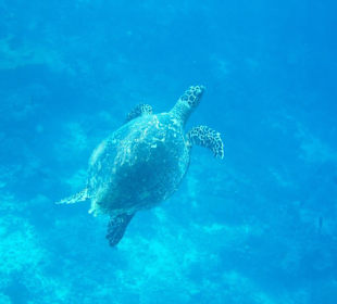 Wasserschildkröte am Hausriff
