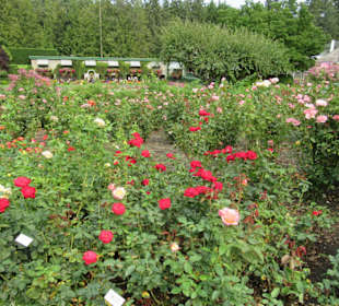 Rosen ohne Ende