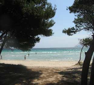 Pinienwald und ruhiger Sandstrand