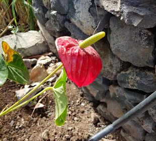Landschaft von La Gomera