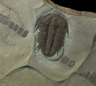 Elder-Museum Las Palmas