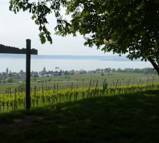 Wanderung über Höhenweg von Hagnau nach Meersburg