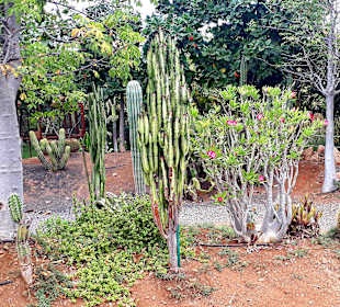 Botanischer Garten Viveiro