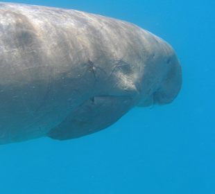 Ausflug nach ABU DABAB mit Delfinschwimmen Yasser 