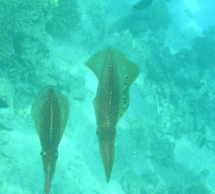 Direkt am Hausriff beim Schnorcheln aufgenommen