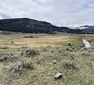 Yellowstone Nationalpark