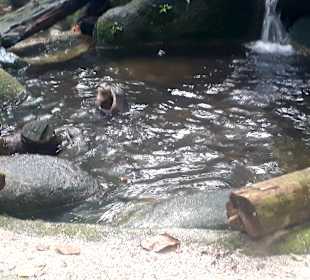 Singapur Zoo