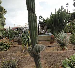 Parque Botánico de Maspalomas 13-02-2013