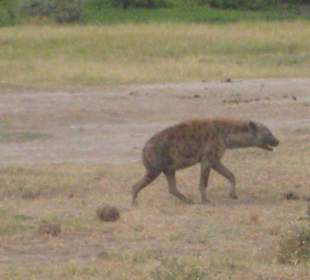 Hyäne