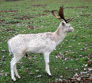 Wildtier Park Edersee