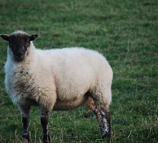 Park Narodowy Killarney