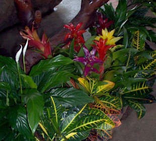 Prachtvolle Pflanzen