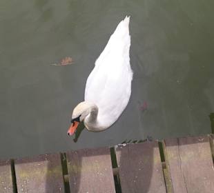 Zoo Ohrada Hluboká nad Vltavou