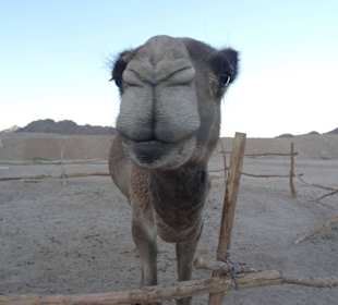 Ein einsames Kamel