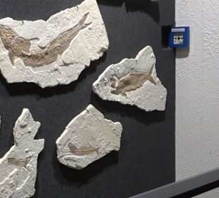 Dinosaurier Museum Altmühltal