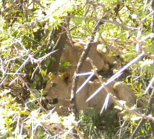 Junge Löwinnen im Gebüsch