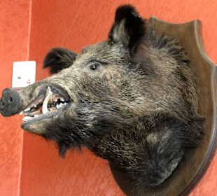 Barocke Jagd im Pavillon Hildesheim