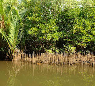 Пробковое дерево