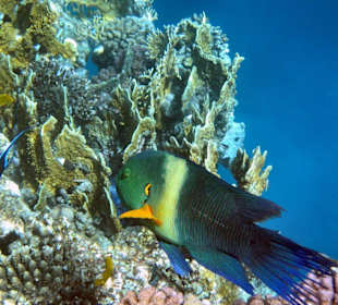 Vis