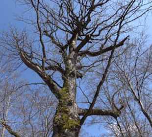 Geologischer Lehrpfad Kirnbachtal