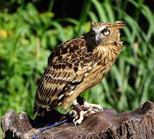 Jurong Bird Park Singapur