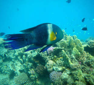 Besenschwanzprachtlippfisch 