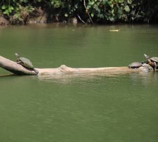 Schildkröten auf dem Chavon