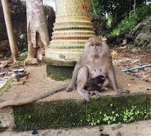 Małpka w Khao Sok