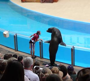 Sealion & Otterschow