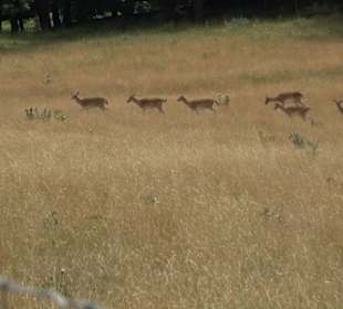 Wildgehege Holzelfingen