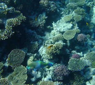 Riffe/Korallen