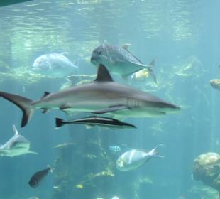 Im Aquarium unterwegs