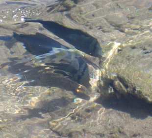 einer der vielen Fische