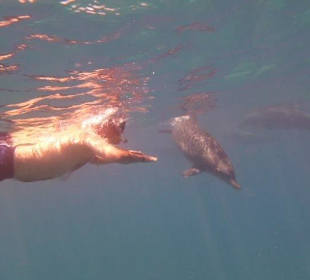 Ein Eindruck vom Delfinausflug