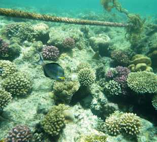 Delfintour/ Schnorchel im Riff