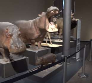 Museum der Naturkunde